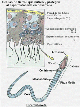 imagenes/reprofecundacion.png