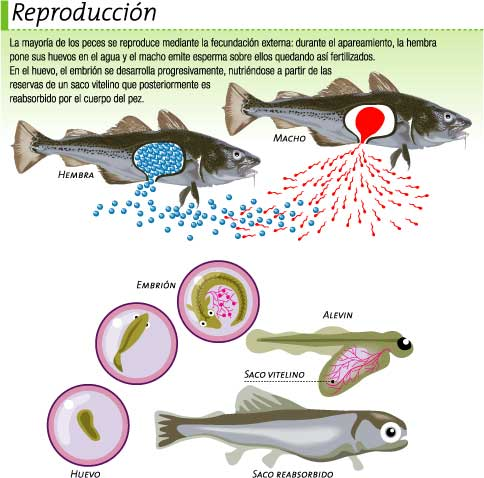 imagenes/repropeces.png