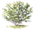 Las_Plantas